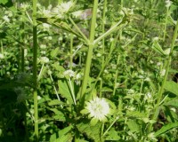 hyptis alata 8-10ab.jpg